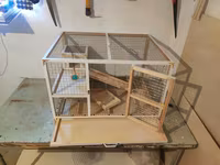 Papuqay,dovşan,hamster,şinşila,bildirçin,cücə,xamyak,pişik,quş,tısbağa — Foto 5