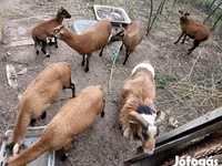 Baran, Cameroon sheep — zdjęcie 5
