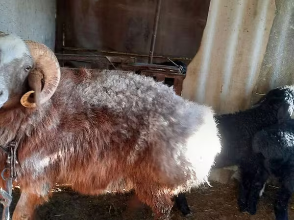 Sheep (batch, sex not specified), Sheep