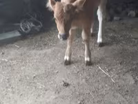 Cow, Cattle — photo 1