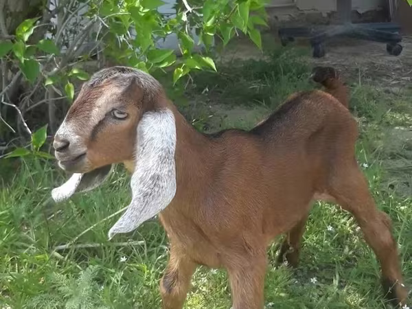 Keçi, Nubian Goat