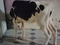 Vaca, Raza Holstein — foto 1
