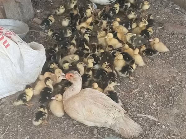 Ducks — Azerbaijan