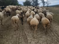 Oveja, Ovejas — foto 1