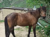 At, Azerbaijan horse — foto 4