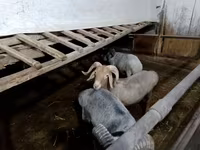 Sheep (batch, sex not specified), Sheep — photo 1