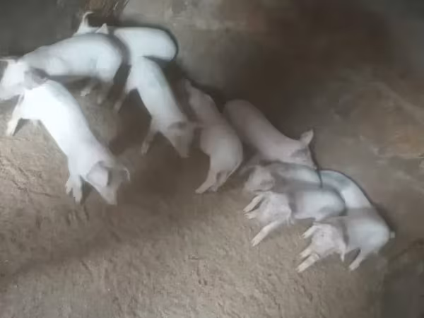 Säue, Крупная белая