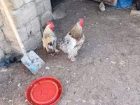 Chickens — الصورة 2