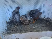 किंग बटेर — फ़ोटो 3