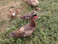 Ducks — फ़ोटो 3