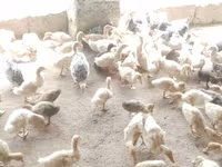 German Pekin — photo 3