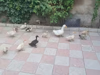 Ducks — foto 3