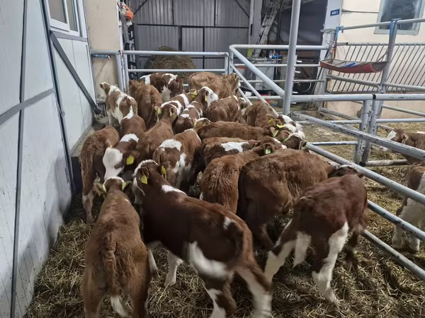 ثور, Simmental cattle