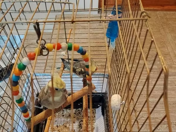 Nimfa (cockatiel) cütü və qəfəslə birlikdə komplekt. - 2 ədəd nimfa