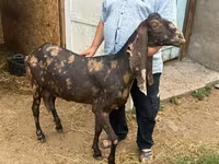 Dişi keçi, Kamori goats — foto 1