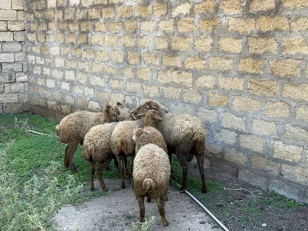Ovejas (lote, sexo no especificado), Ovejas