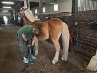 घोड़ा, Haflinger — फ़ोटो 3