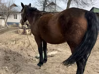 Kobyła, Konie — zdjęcie 4