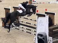 Kůň, Belgian warmblood horse — foto 3