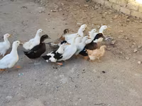 Ducks — Foto 4