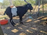 Kozel, Pomellata goat — foto 1