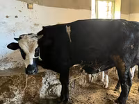 İnək, Russian Black pied cattle — foto 2