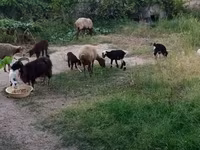 Sheep (batch, sex not specified), Sheep — photo 2