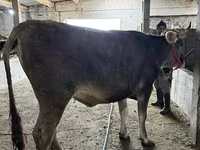 Vaca, Swiss cattle — foto 5