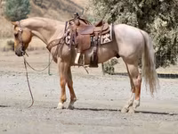At, Quarter Horse — foto 4