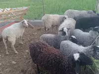 Carnero, Romanov sheep — foto 1