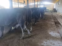 Bull, Cattle — photo 6