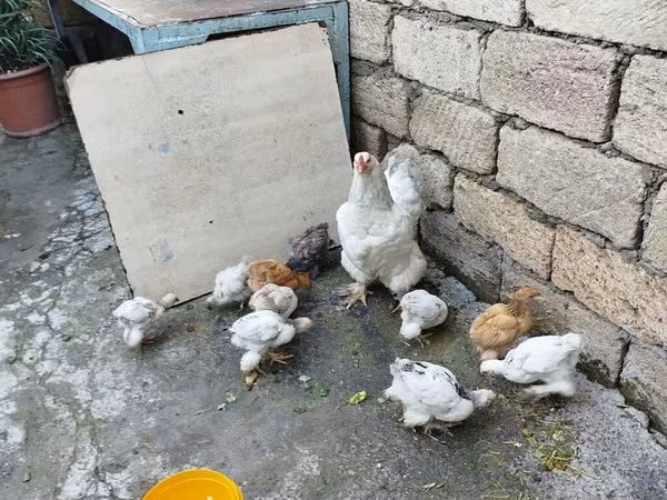 Chickens — Azerbaijan