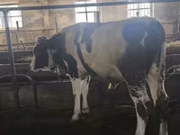 Býk, Simmental cattle — foto 5