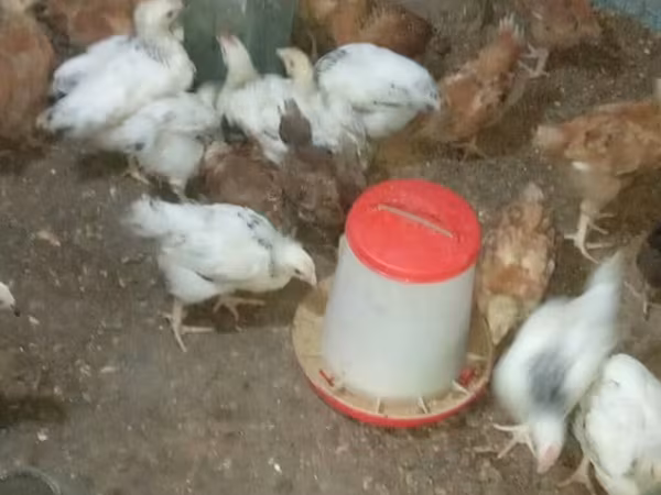 Chickens — Azerbaijan