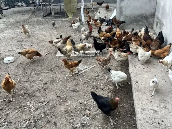 Chickens — Azərbaycan