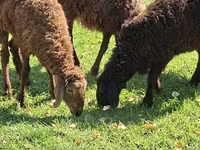 Sheep, Sheep — photo 2