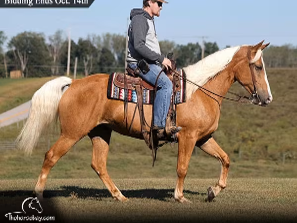 Égua, Palomino