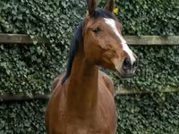 Cavalo, Cavalos — foto 3