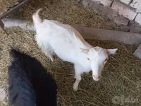 Коза, Saanen goat — фото 3