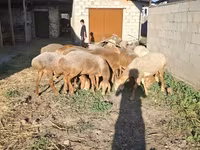 Sheep, Hissar sheep — photo 5