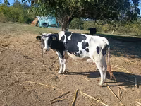 Cow, Russian Black pied cattle — photo 1