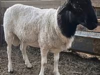 Qoç, Dorper sheep — foto 2