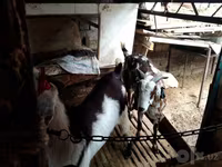 Dişi keçi, Beetal goats — foto 4