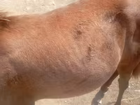 Horse (M), Horses — photo 4