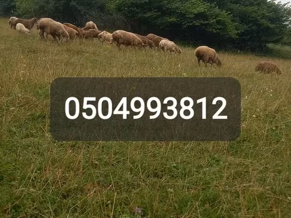 Sheep (batch, sex not specified), Sheep — Azerbaijan