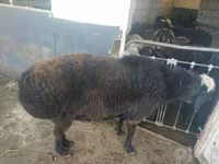 Ram, Sheep — photo 3