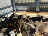 أبقار (دفعة، الجنس غير محدد), Russian Black pied cattle — الصورة 2