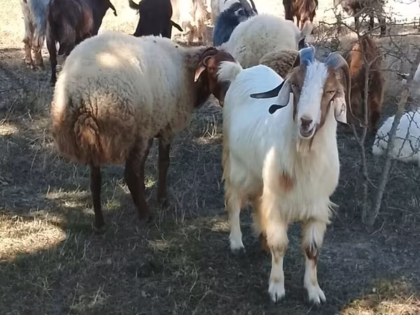 Keçilər (partiya, cinsi göstərilməyib), Keçilər
