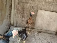 Malay döyüşçü — foto 3