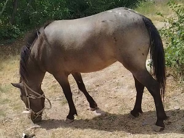 Yegua, Caballos